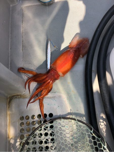 ＴＡＲＯＭＡＲＵ 釣果