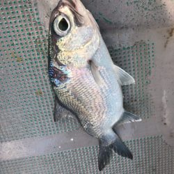 ＴＡＲＯＭＡＲＵ 釣果