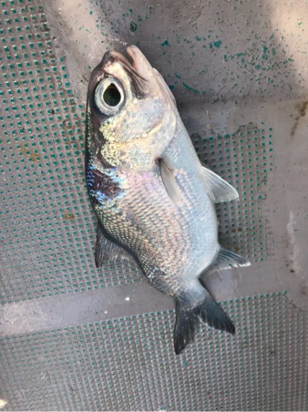 ＴＡＲＯＭＡＲＵ 釣果