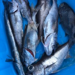 ＴＡＲＯＭＡＲＵ 釣果