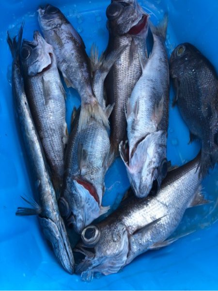 ＴＡＲＯＭＡＲＵ 釣果