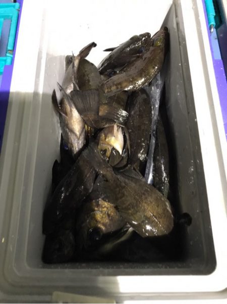 ヤザワ渡船 釣果