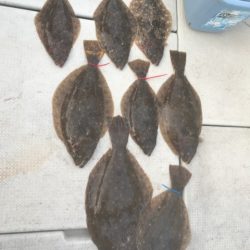 遊漁船メテオ 釣果