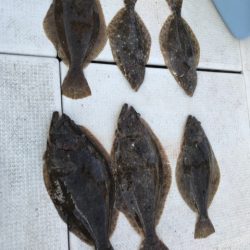 遊漁船メテオ 釣果