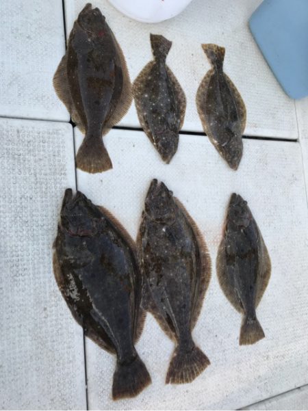 遊漁船メテオ 釣果