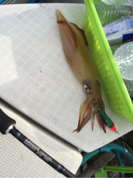 「LaGooN」蒼陽丸 日和号 釣果