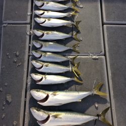 SeaRide(シーライド) 釣果