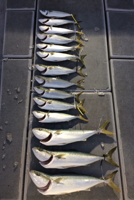 SeaRide(シーライド) 釣果