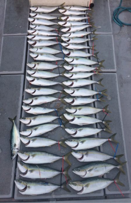 SeaRide(シーライド) 釣果