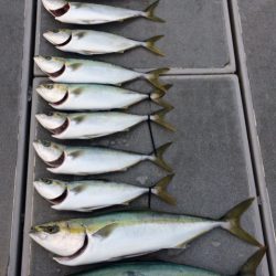 SeaRide(シーライド) 釣果