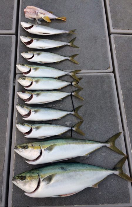 SeaRide(シーライド) 釣果