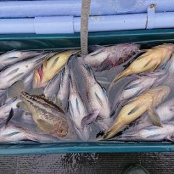 小樽港遊漁船SHAKE 釣果