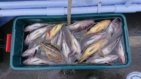 小樽港遊漁船ＳＨＡＫＥ 釣果