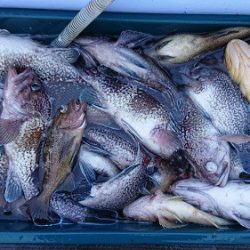 小樽港遊漁船ＳＨＡＫＥ 釣果