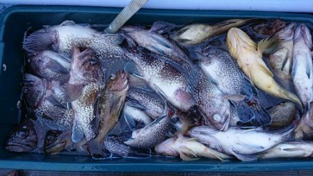 小樽港遊漁船ＳＨＡＫＥ 釣果