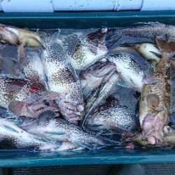 小樽港遊漁船ＳＨＡＫＥ 釣果