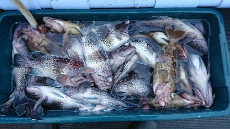 小樽港遊漁船ＳＨＡＫＥ 釣果