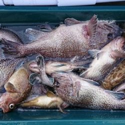 小樽港遊漁船SHAKE 釣果