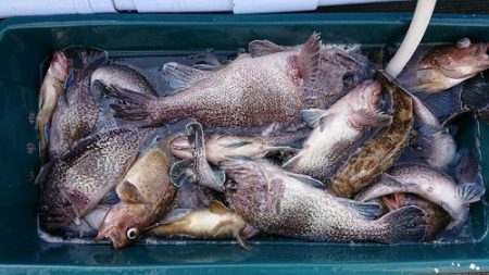 小樽港遊漁船ＳＨＡＫＥ 釣果