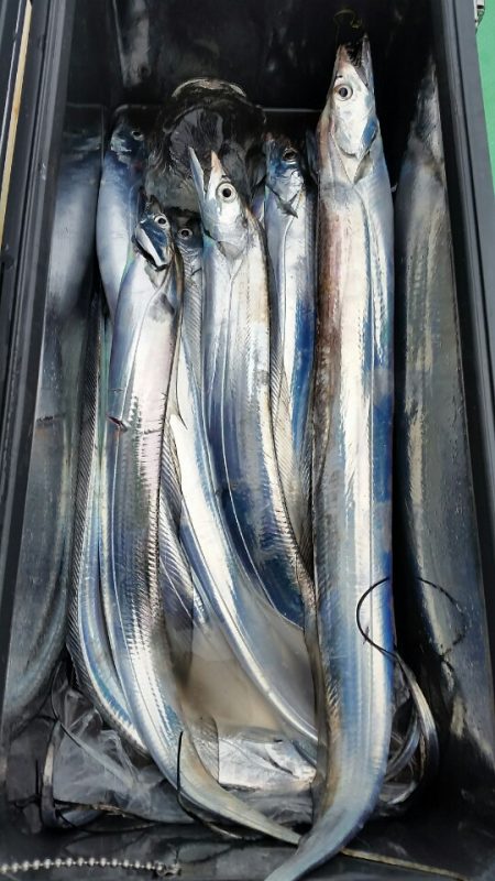 金沢八景鴨下丸 釣果