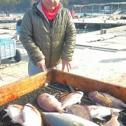 海の釣堀 海恵 釣果