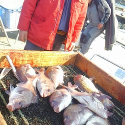 海の釣堀 海恵 釣果