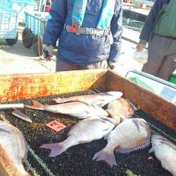 海の釣堀 海恵 釣果