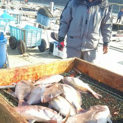 海の釣堀 海恵 釣果
