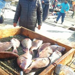 海の釣堀 海恵 釣果