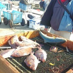 海の釣堀 海恵 釣果