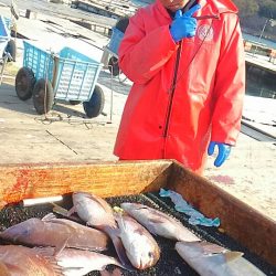 海の釣堀 海恵 釣果