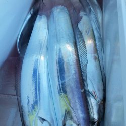 金沢八景鴨下丸 釣果