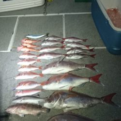 ARCADIAⅡ (アルカディアⅡ) 釣果