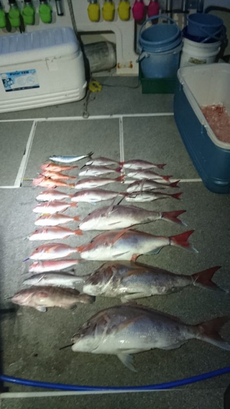 ARCADIAⅡ (アルカディアⅡ) 釣果