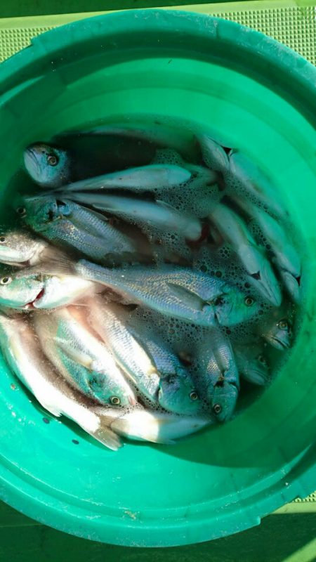 金沢八景鴨下丸 釣果