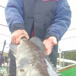 海の釣堀 海恵 釣果