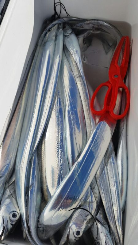 金沢八景鴨下丸 釣果