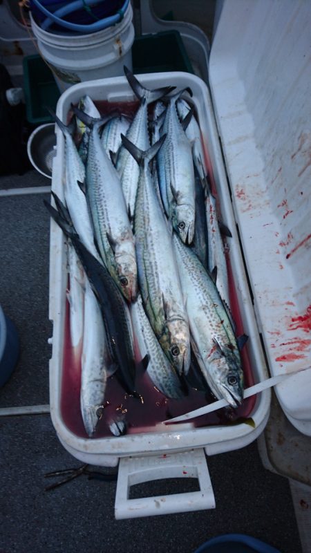 ARCADIAⅡ (アルカディアⅡ) 釣果