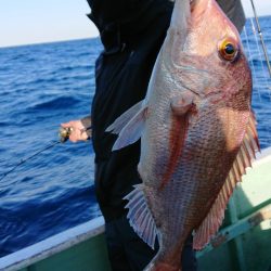 だて丸 釣果