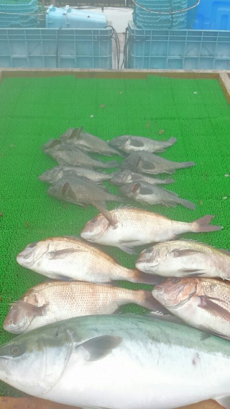 海の釣堀 海恵 釣果