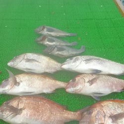 海の釣堀 海恵 釣果