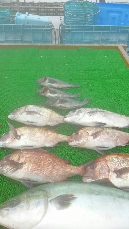 海の釣堀 海恵 釣果