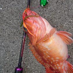 ARCADIAⅡ （アルカディアⅡ） 釣果