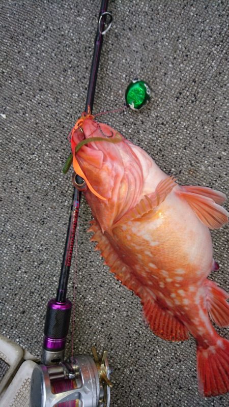 ARCADIAⅡ （アルカディアⅡ） 釣果