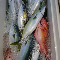 ARCADIAⅡ （アルカディアⅡ） 釣果