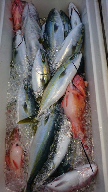 ARCADIAⅡ （アルカディアⅡ） 釣果