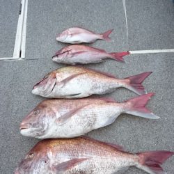 ARCADIAⅡ （アルカディアⅡ） 釣果