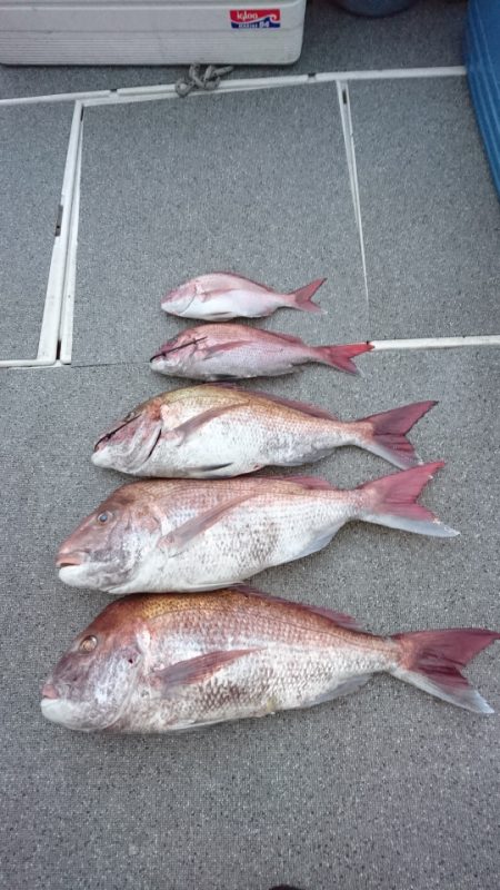 ARCADIAⅡ （アルカディアⅡ） 釣果