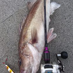 ARCADIAⅡ （アルカディアⅡ） 釣果