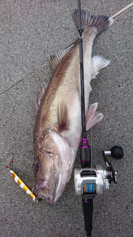 ARCADIAⅡ （アルカディアⅡ） 釣果